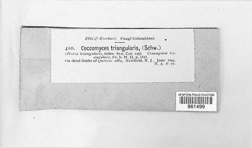 Coccomyces triangularis image